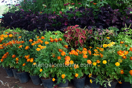 flower show 2